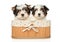 Biewer Terrier puppies sitting in basket