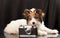 Biewer-york puppy terrier
