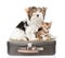 Biewer-Yorkshire terrier and bengal cat sitting on a retro bag. isolated