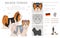 Biewer Yorkshire Terrier clipart. Different poses, coat colors set