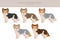 Biewer Yorkshire Terrier clipart. Different poses, coat colors set