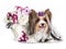 Biewer Yorkshire terrier dog and flowers