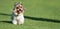 Biewer Yorkshire Terrier running in grass