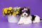 Biewer Yorkshire Terrier and springs flowers lilas