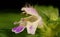 Bifid Hemp-Nettle Galeopsis bifida. Flower Closeup