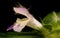 Bifid Hemp-Nettle (Galeopsis bifida). Flower Closeup