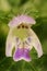 Bifid Hemp-Nettle (Galeopsis bifida). Flower Closeup