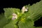 Bifid Hemp-Nettle Galeopsis bifida. Inflorescence Closeup