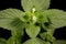 Bifid Hemp-Nettle Galeopsis bifida. Inflorescence Closeup