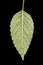 Bifid Hemp-Nettle (Galeopsis bifida). Leaf Closeup