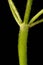 Bifid Hemp-Nettle (Galeopsis bifida). Stem Closeup