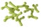 Bifidobacterium longum bacteria, medically accurate 3D illustration