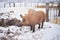 Big adult boar of Mangalitsa breed in the winter on the snow.