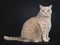 Big adult cream British Shorthair cat isolated on black background