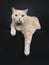 Big adult cream British Shorthair cat isolated on black background