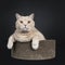 Big adult cream British Shorthair cat isolated on black background