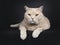 Big adult cream British Shorthair cat isolated on black background