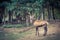 Big adult deer in the forest in autumn