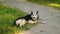 Big adult dog guards yard, dog lies on a green lawn