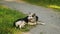 Big adult dog guards yard, dog lies on a green lawn