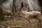 Big adult European wild buck deer in the woods in fall