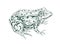 Big adult frog drawn in vintage style. Detailed etching toad with bulging eyes. Engraving amphibian aquatic swamp animal