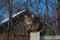 Big adult furry striped Siberian cat closeup