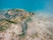 Big Adult green sea turtle Chelonia mydas