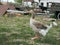 Big adult greylag goose standing in the farmyard with a pile of garbage behind it