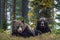 Big Adult Male of Brown bears in the autumn forest.