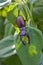 Big adult stag beetle male stands on green branch