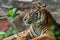 Big adult sumatran tiger with sharp eyes