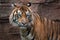 Big adult sumatran tiger with sharp eyes