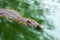 Big african alligator crocodile in the green water closeup