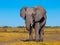 Big african elephant