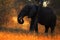 Big African Elephant, with evening sun, back light, animal in the nature habitat, Tanzania