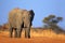 Big African Elephant, on the gravel roaad, with blue sky, Chobe National Park, Botswana