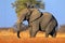 Big African Elephant, on the gravel roaad, with blue sky, Chobe National Park, Botswana