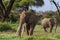 Big african elephant with long tusks. Kenya, Africa