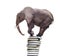 Big African elephant stand balancing on the books
