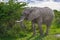 Big African elephant walking through the bushes in the Maasai Mara national park (Kenya).