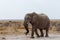 Big african elephants on Etosha national park