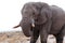 Big african elephants on Etosha national park