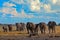 Big African Elephants herd, with blue sky and white clouds, Etosha NP, Namibia in Africa. Elephant in the gravel sand, dry season