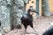 big african horned raven
