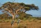 Big african marabou on the african savannah