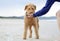 Big Airedale Terrier dog getting treat from person on fun day at beach