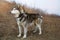 Big Alaskan Malamute standing on a ground and looking straight. Early spring or fall