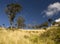 Big aligned trees in middle of a yellow andean meadow contryside with blue skye.