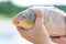 Big alive mirror carp in fisherman hands. Fishing concept